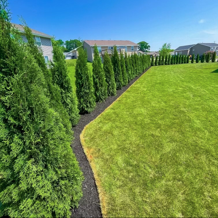 Emerald Green Arborvitae