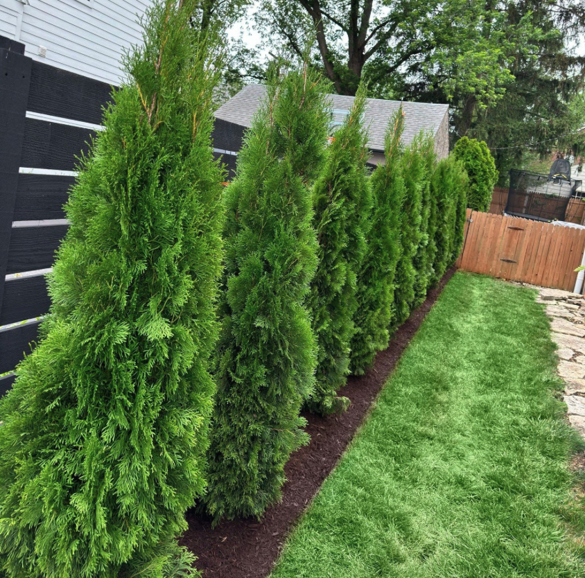 Emerald Green Arborvitae