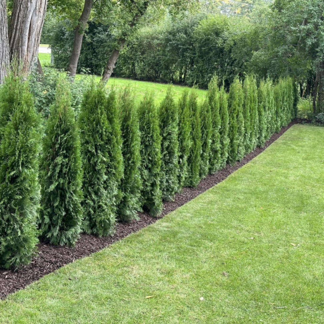 Emerald Green Arborvitae