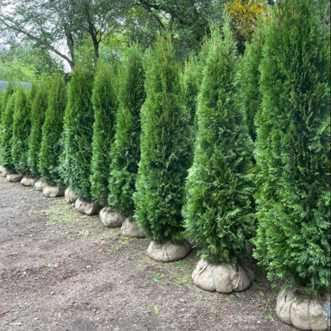 Emerald Green Arborvitae