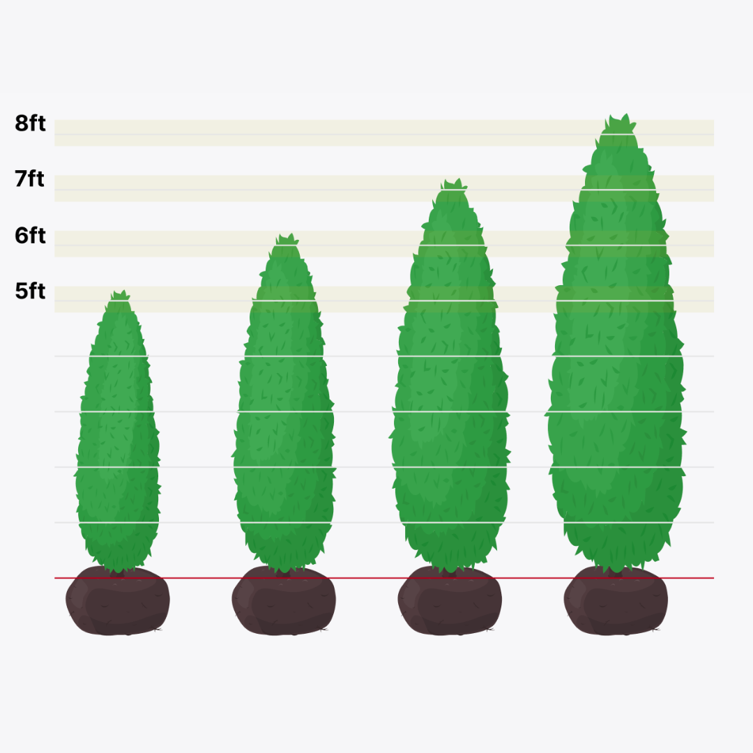 Emerald Green Arborvitae