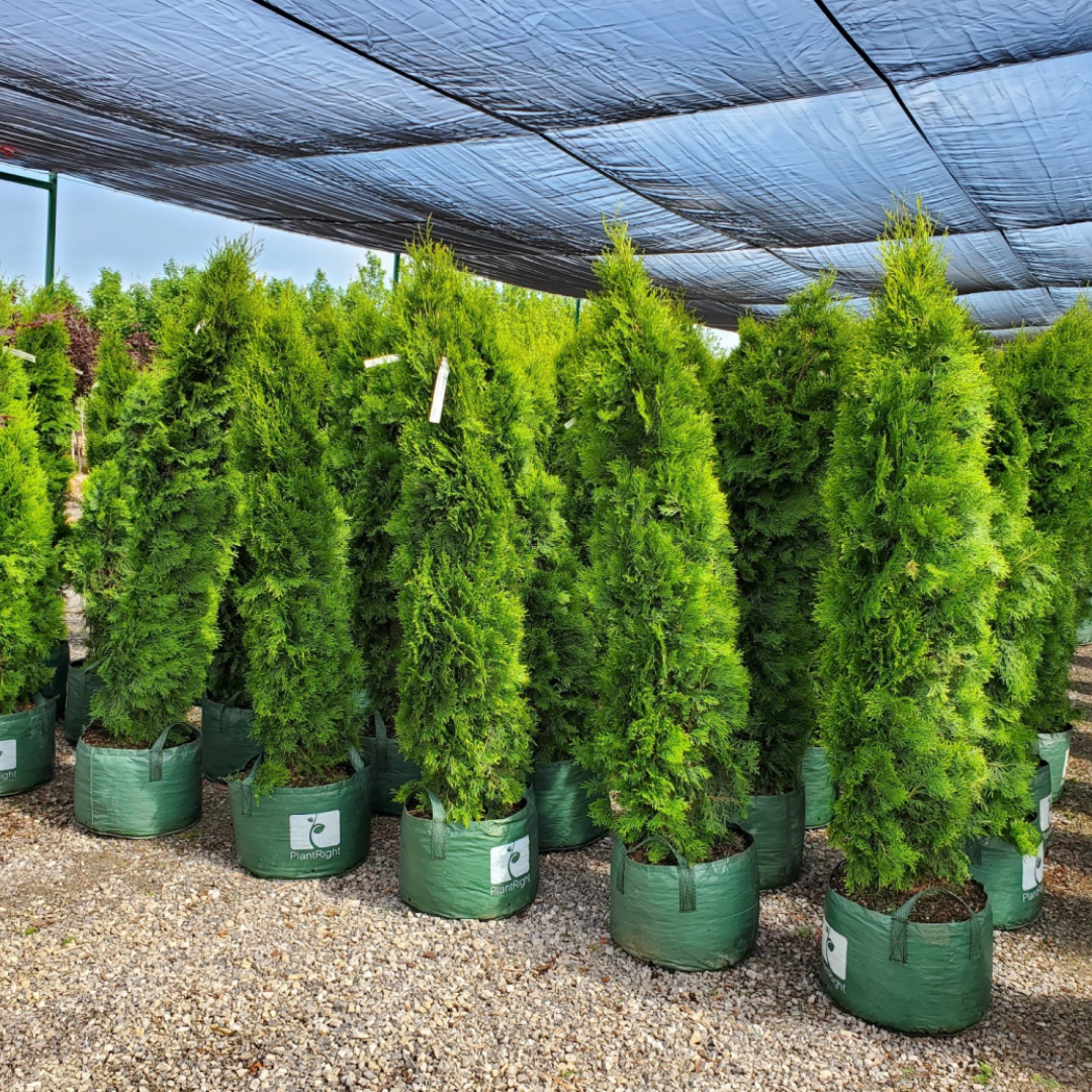 Emerald Green Arborvitae