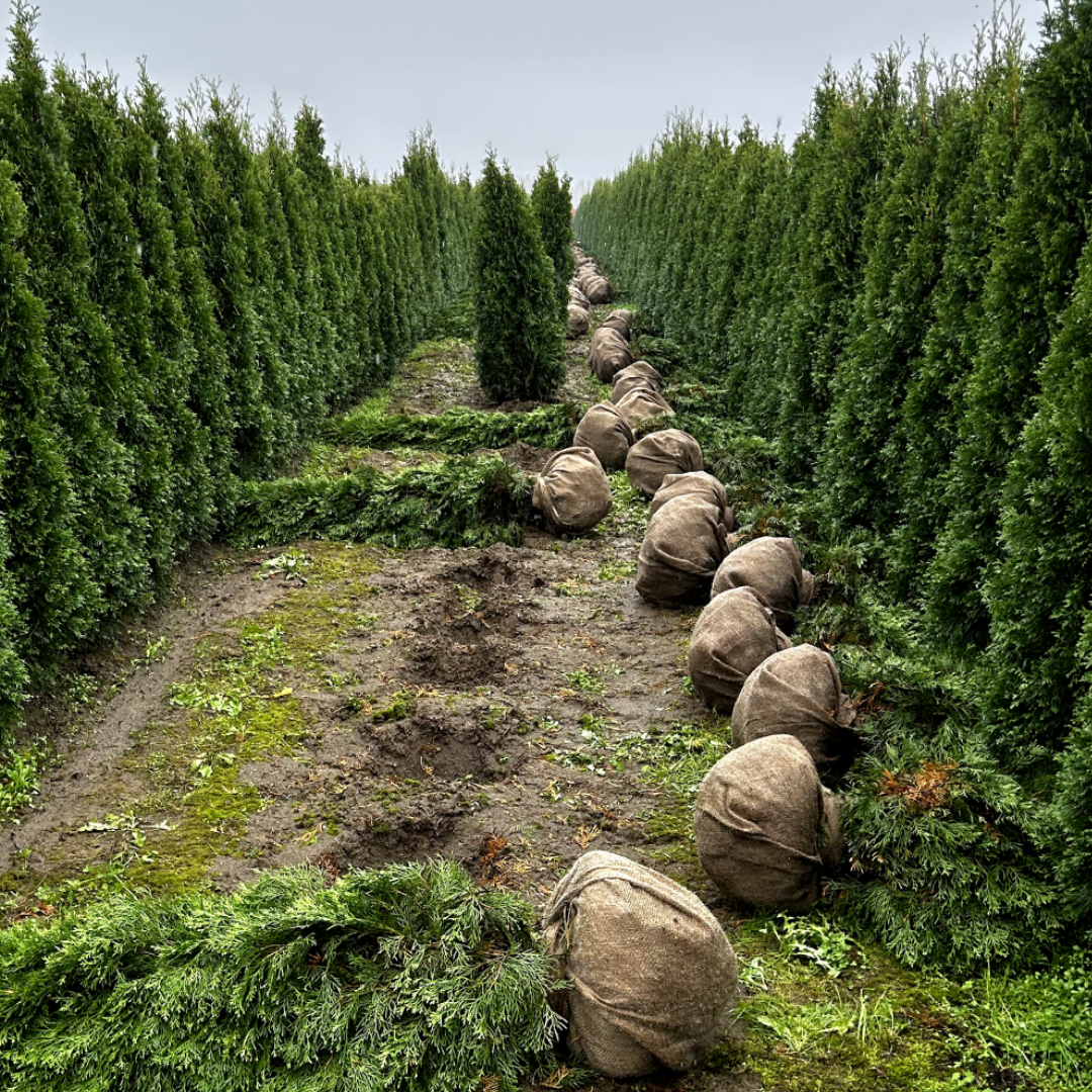 Emerald Green Arborvitae